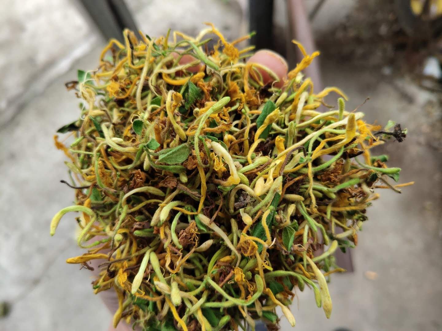 胎菊金银花特写图