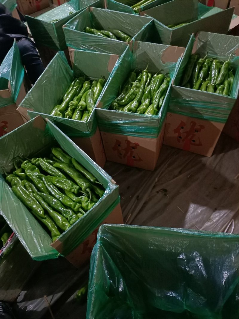 尖椒螺丝椒线椒大椒麻椒杭椒