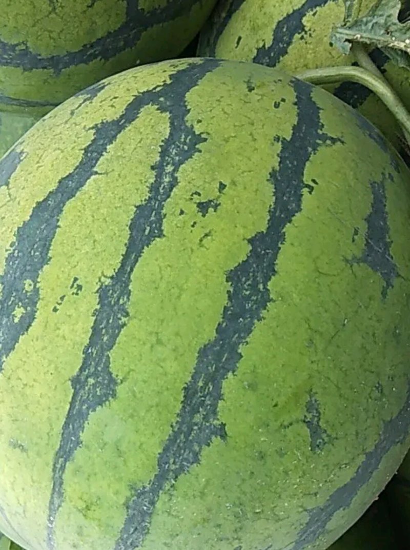 甜王西瓜