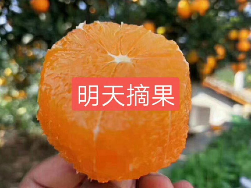 三峡秭归夏橙橙子大量上市走货中啦！颜色口感不错了哦哦！
