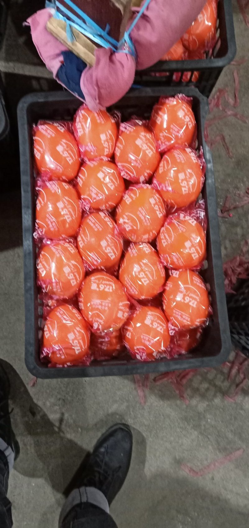 三峡秭归夏橙橙子大量上市走货中啦！颜色口感不错了哦哦！