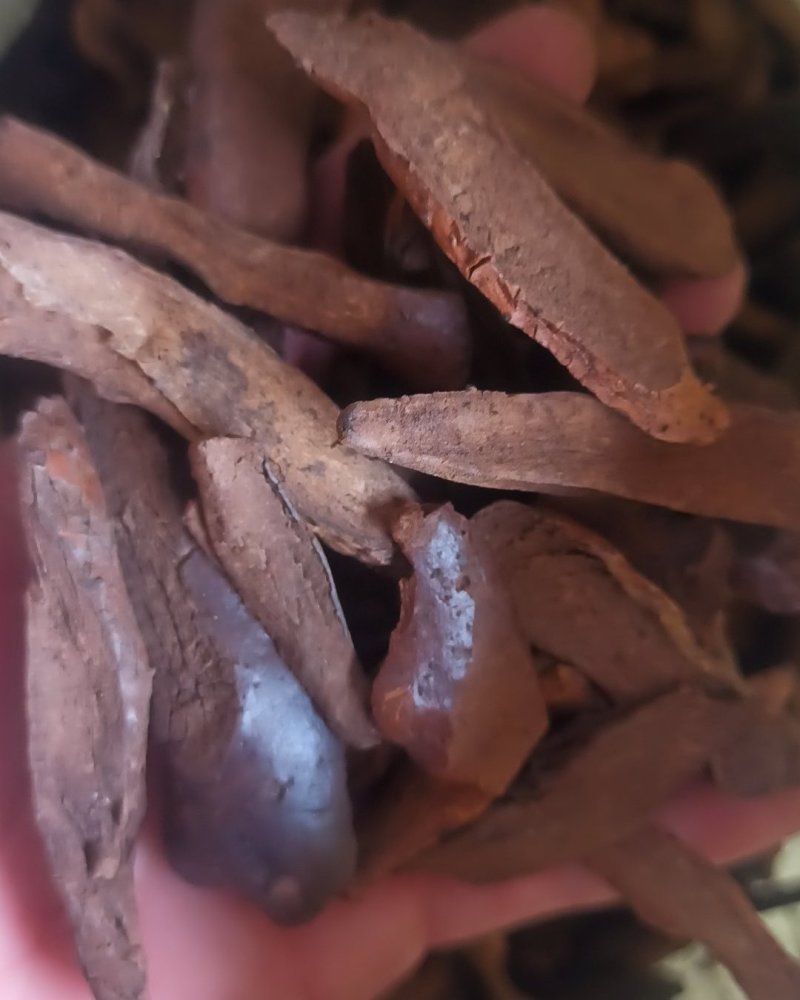 骨碎补石碎补中药材骨碎朴肉碎补石岩姜猴姜毛姜申姜