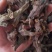 骨碎补石碎补中药材骨碎朴肉碎补石岩姜猴姜毛姜申姜
