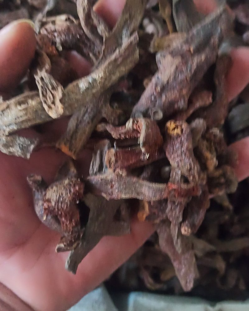 骨碎补石碎补中药材骨碎朴肉碎补石岩姜猴姜毛姜申姜