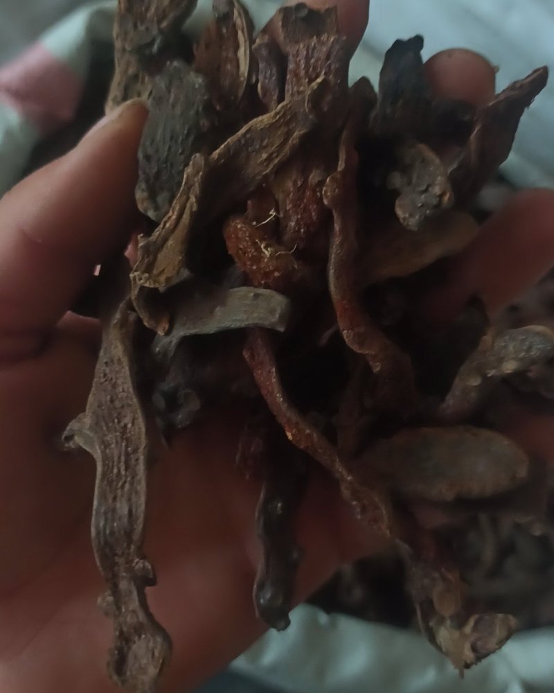 骨碎补石碎补中药材骨碎朴肉碎补石岩姜猴姜毛姜申姜