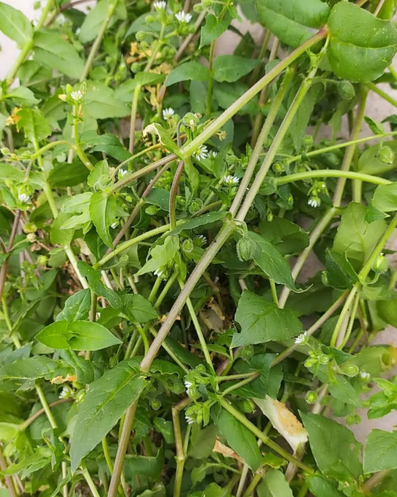 贵州毕节可乐乡古夜郎大山野生鹅肠菜野生全草下单现采现