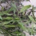 贵州毕节古夜郎野生中药材腹水草野生全草下单现采