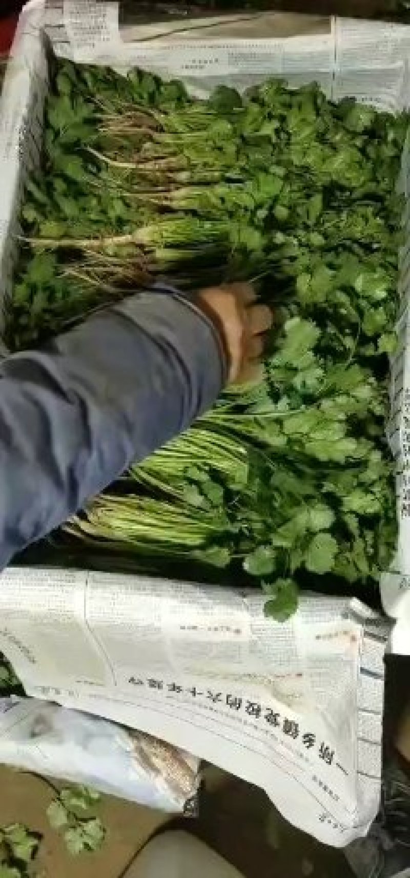 河南高兴果蔬有限责任公司，万亩大棚蔬菜种植基地