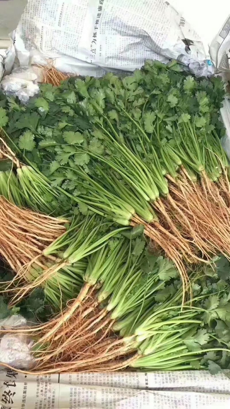 河南高兴果蔬有限责任公司，万亩大棚蔬菜种植基地