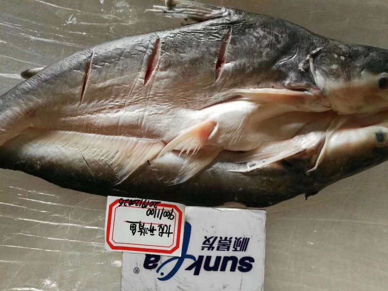 开背鱼，巴沙鱼