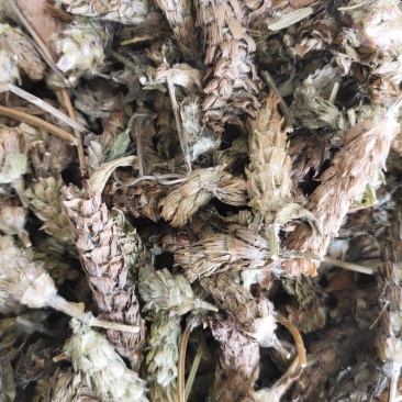 【文斌药业】夏枯球统货颜色好地道药材