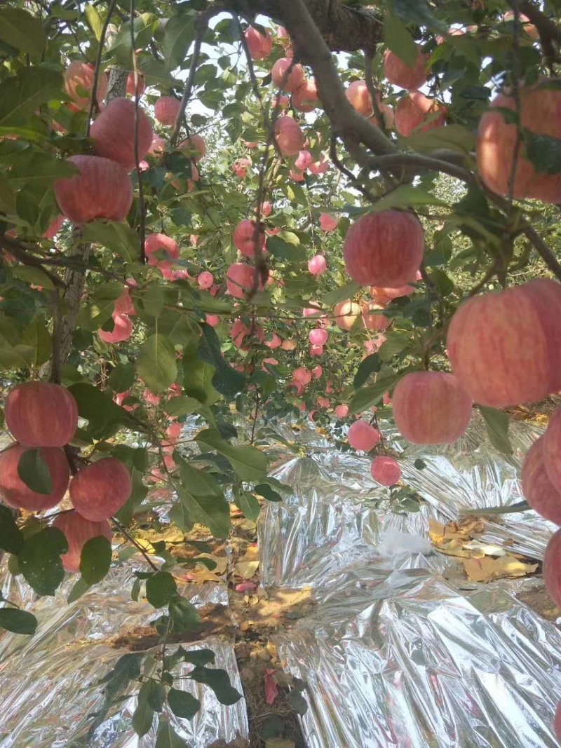 【精品】苹果红富士苹果保质保量对接商超电商出口市场