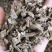 【文斌药业】川断续断。统装货过筛货地道药材