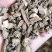 【文斌药业】川断续断。统装货过筛货地道药材