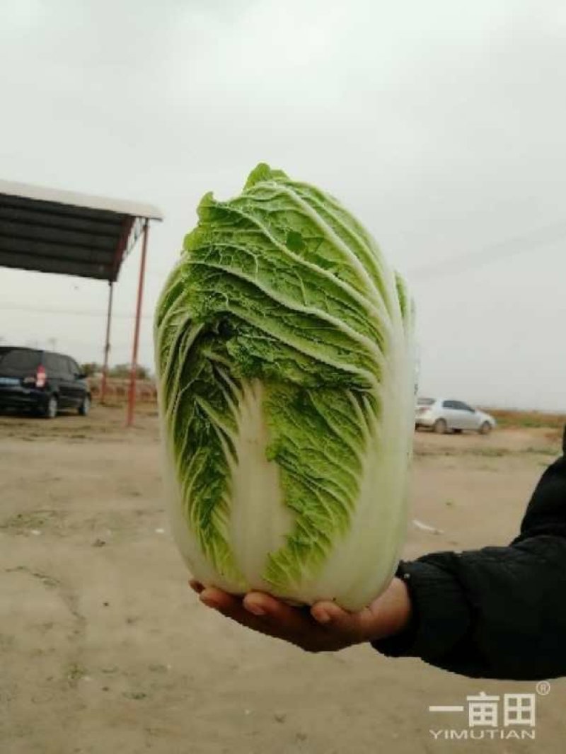 河北黄心白菜泡菜厂专供提供包地服务