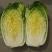 河北黄心白菜泡菜厂专供提供包地服务