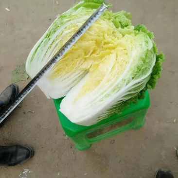 河北黄心白菜泡菜厂专供提供包地服务