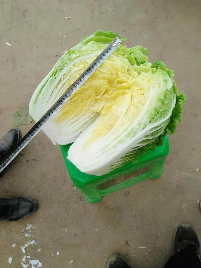 河北黄心白菜泡菜厂专供提供包地服务
