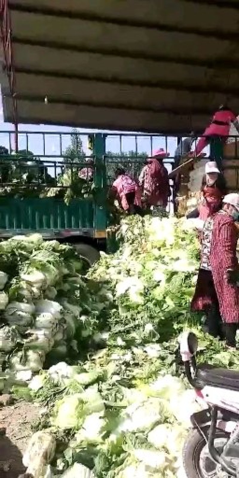 河北黄心白菜泡菜厂专供提供包地服务
