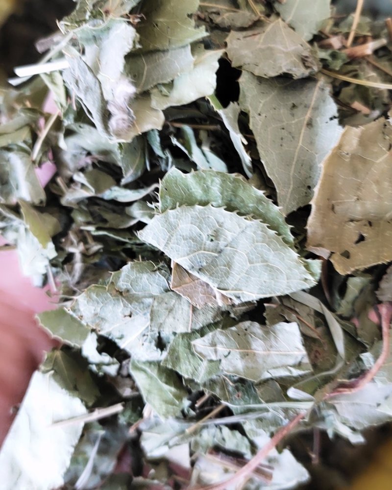 【文斌药业】淫羊藿货好干净无杂质地道药材