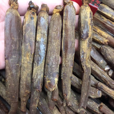 网红高丽参10条起包邮