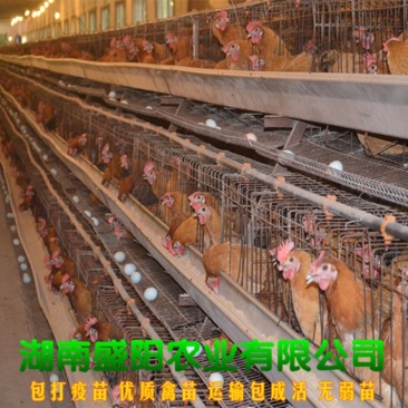 麻羽高产绿壳蛋鸡苗多蛋鸡苗出壳一天的小鸡苗