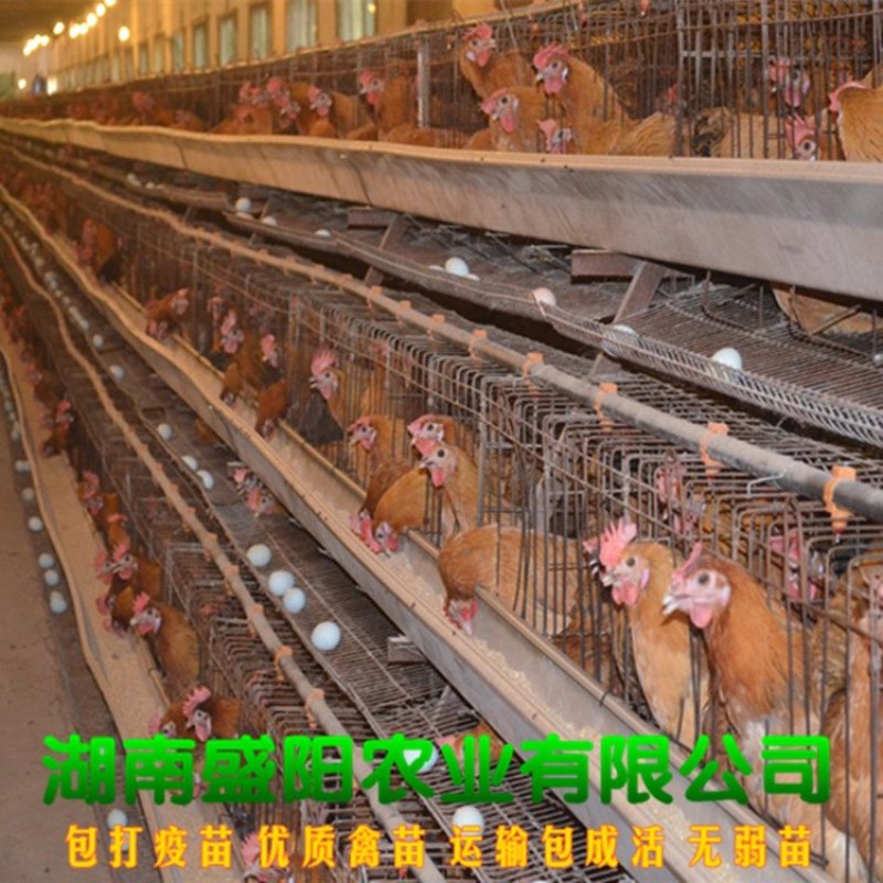 麻羽高产绿壳蛋鸡苗多蛋鸡苗出壳一天的小鸡苗