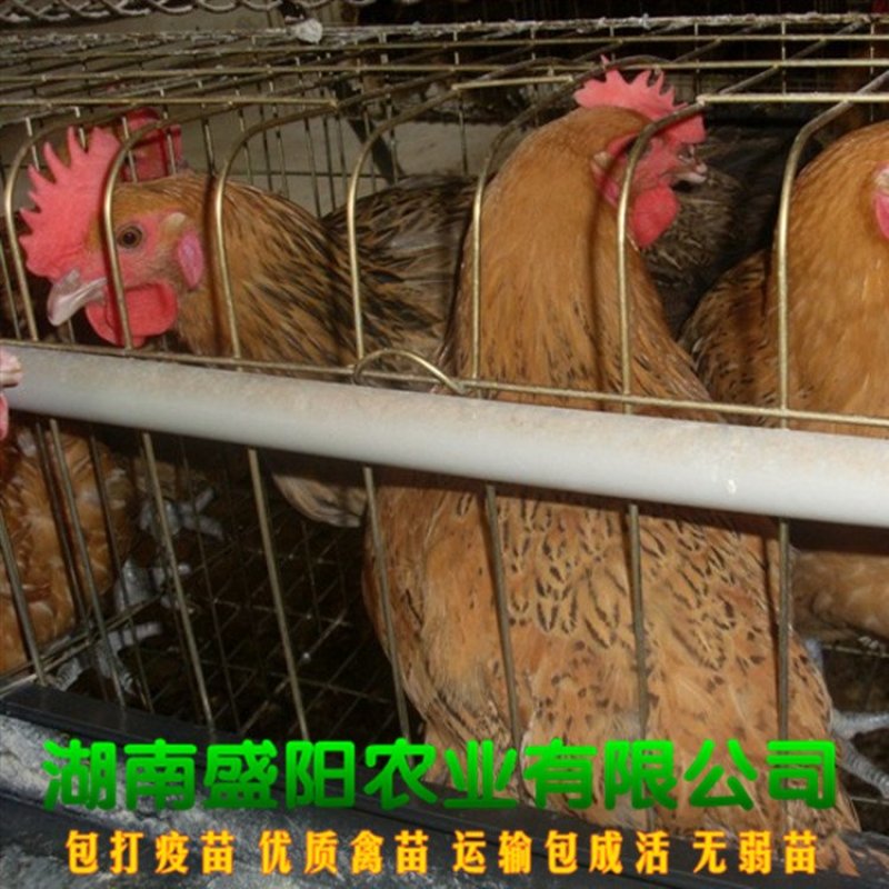 麻羽高产绿壳蛋鸡苗多蛋鸡苗出壳一天的小鸡苗