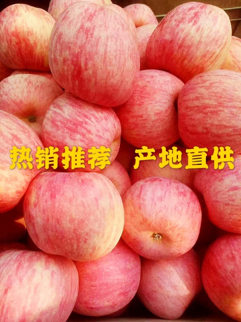 山东苹果红富士苹果对接商超电商出口团购市场