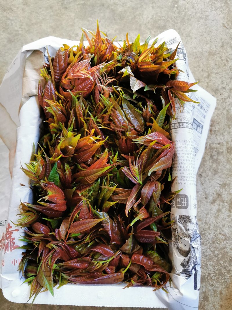 四季云椿四季红香椿苗免费提供种植技术