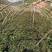 四季云椿四季红香椿苗免费提供种植技术