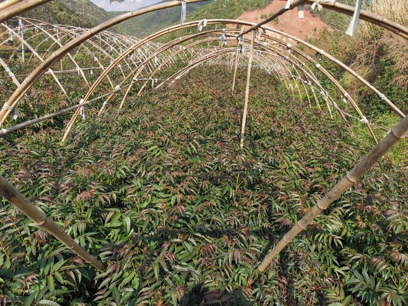 四季云椿四季红香椿苗免费提供种植技术