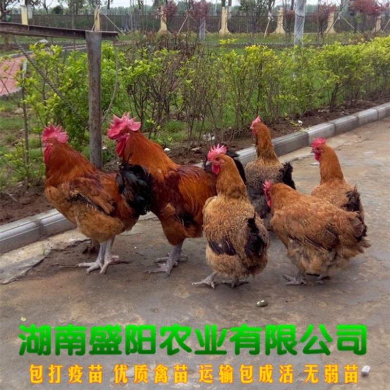 厂价直销灵山土鸡苗灵山麻鸡苗红毛鸡公苗灵土鸡苗