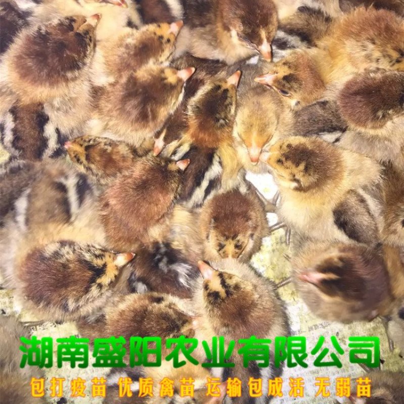 厂价直销灵山土鸡苗灵山麻鸡苗红毛鸡公苗灵土鸡苗