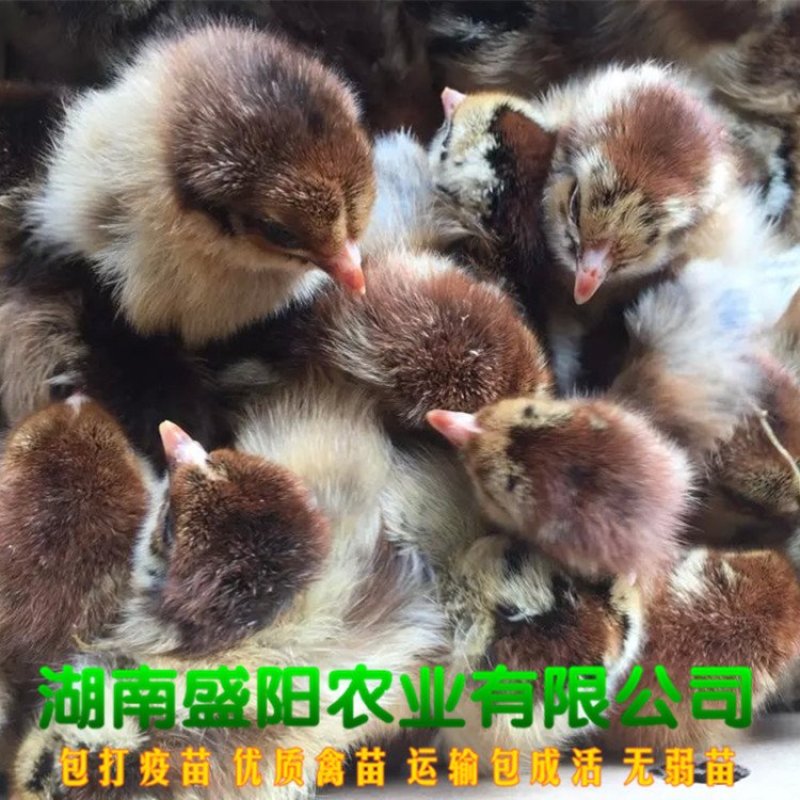 厂价直销灵山土鸡苗灵山麻鸡苗红毛鸡公苗灵土鸡苗