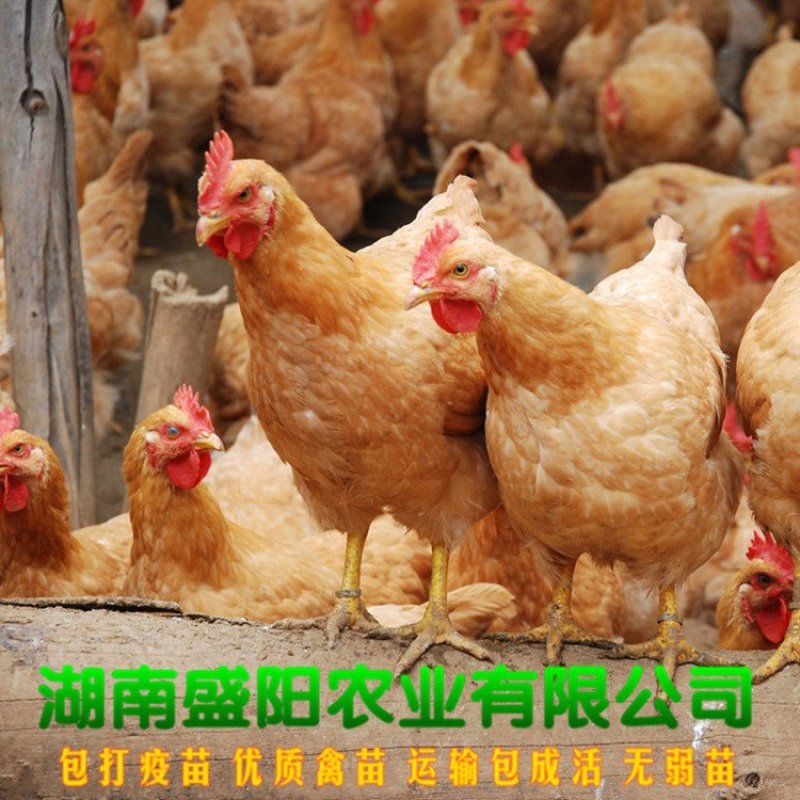 黄土鸡苗三黄鸡苗黄鸡苗湘黄土鸡苗出壳一天的活体小鸡苗