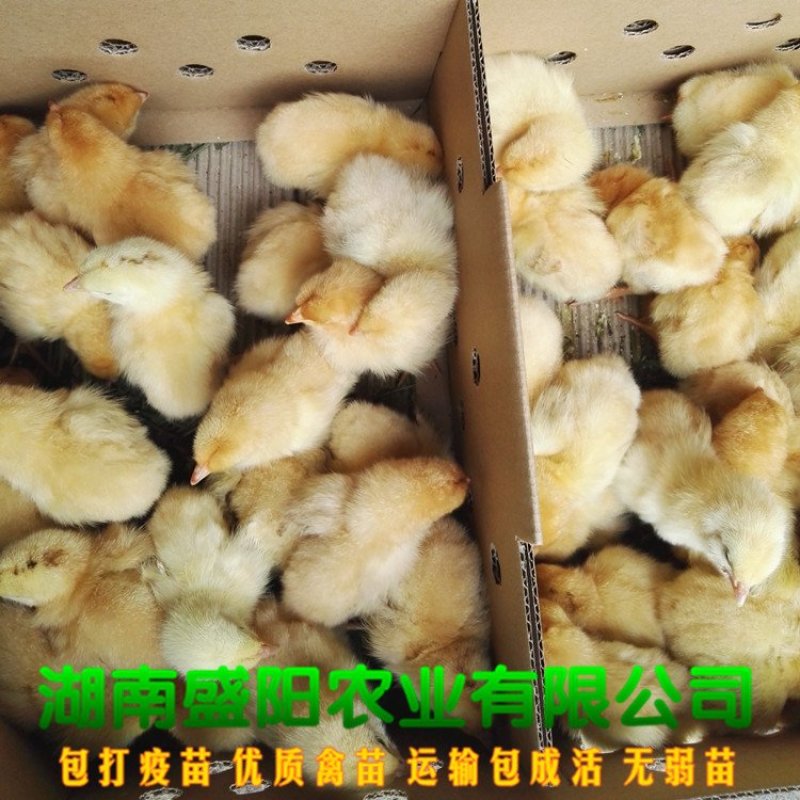 黄土鸡苗三黄鸡苗黄鸡苗湘黄土鸡苗出壳一天的活体小鸡苗