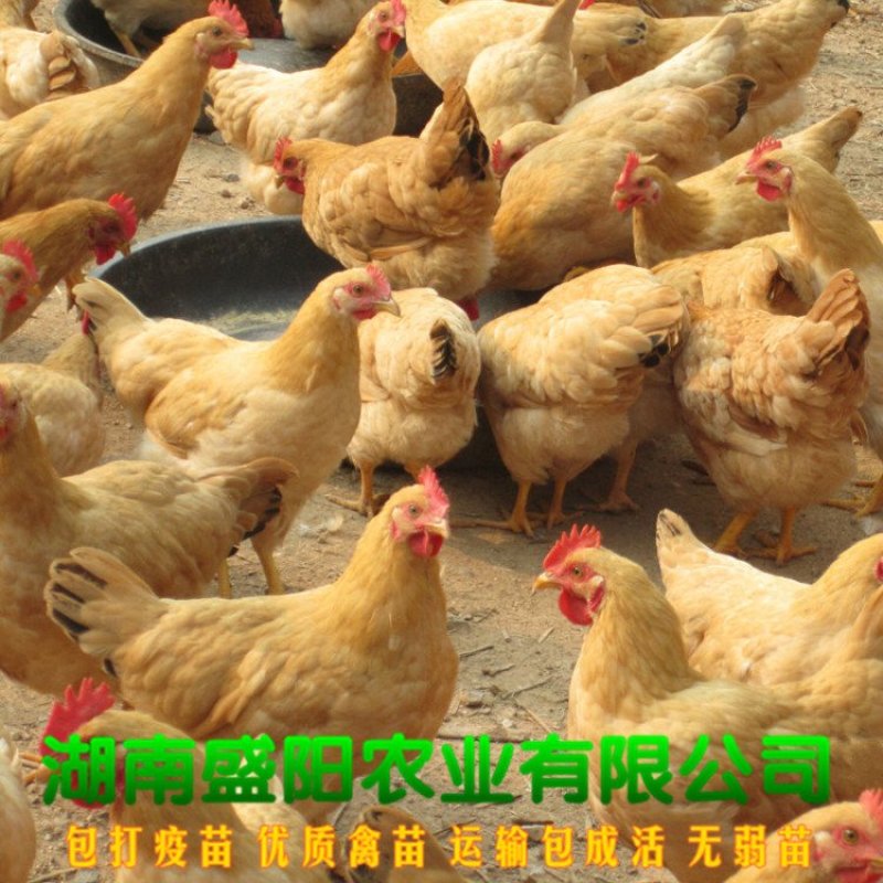 黄土鸡苗三黄鸡苗黄鸡苗湘黄土鸡苗出壳一天的活体小鸡苗