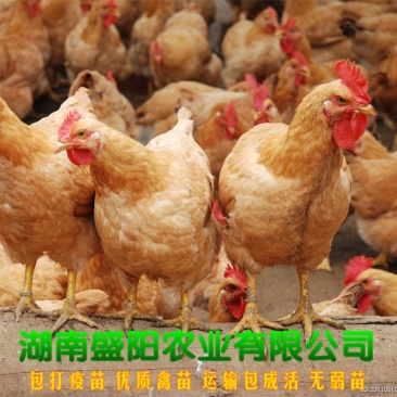 黄土鸡苗三黄鸡苗黄鸡苗湘黄土鸡苗出壳一天的活体小鸡苗