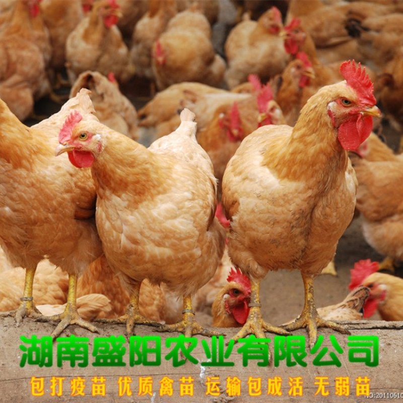 黄土鸡苗三黄鸡苗黄鸡苗湘黄土鸡苗出壳一天的活体小鸡苗