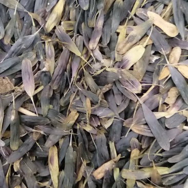 供板蓝根种子