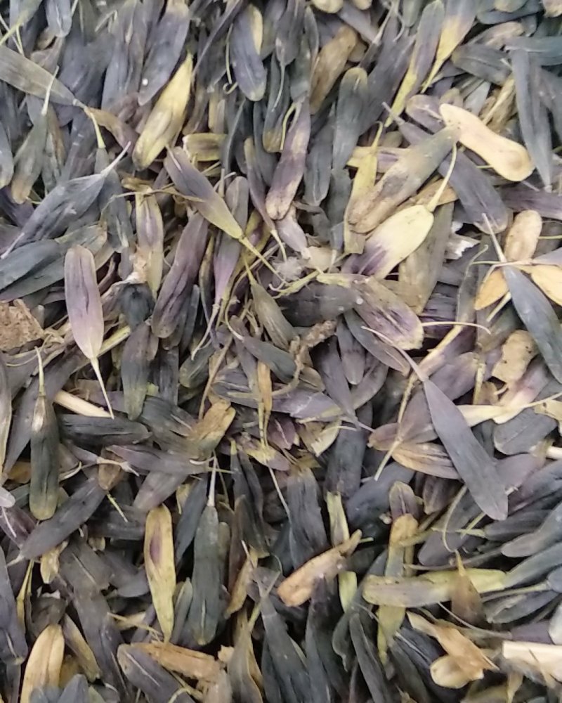供板蓝根种子
