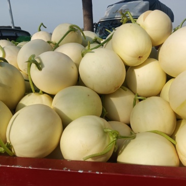 精品甜瓜大量供应中