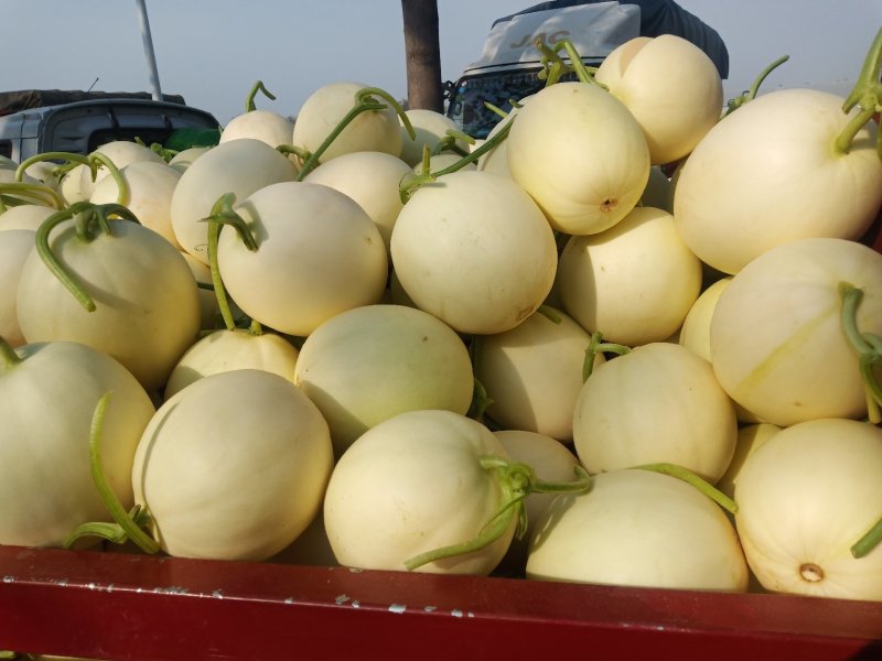 精品甜瓜大量供应中