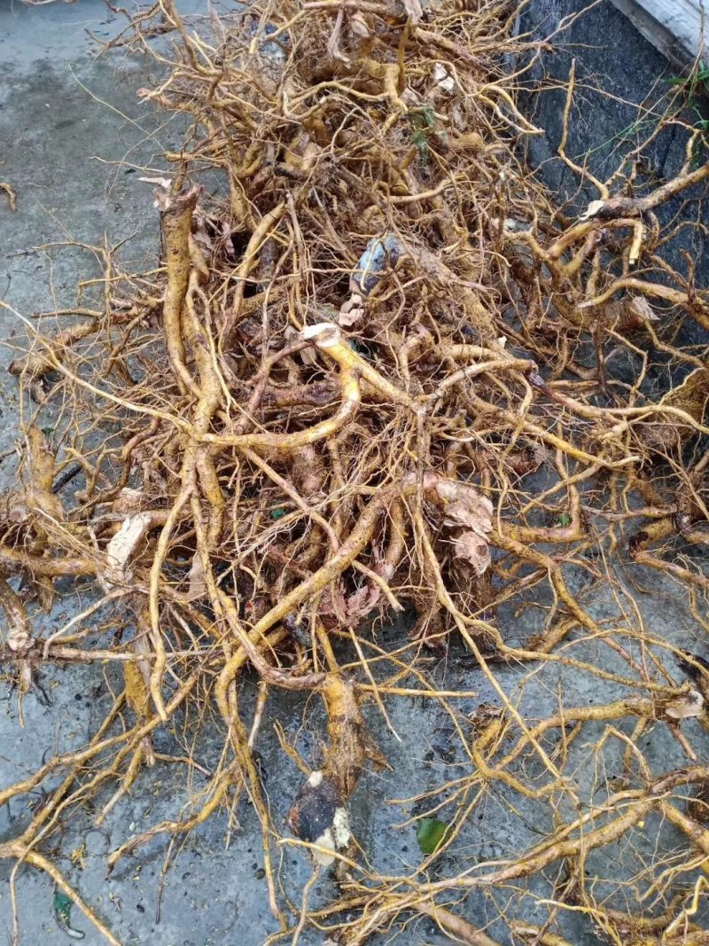 黄皮杜仲根山杜仲