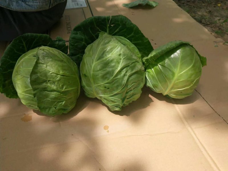 河南中甘优质甘蓝，京丰扁包菜大量上市中，价格真