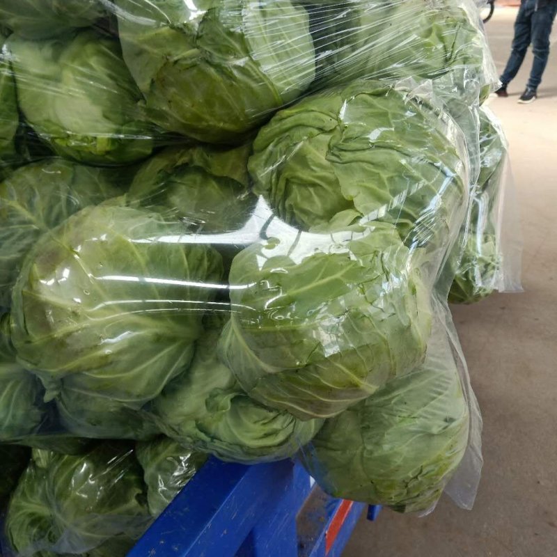 河南中甘优质甘蓝，京丰扁包菜大量上市中，价格真