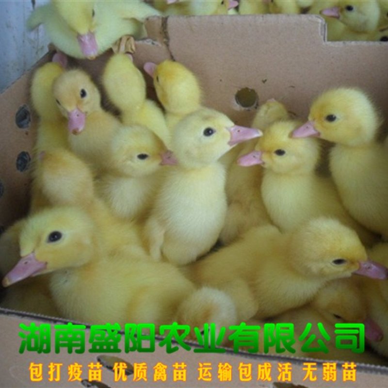 花边鸭苗四点花鸭苗花斑鸭苗包运费