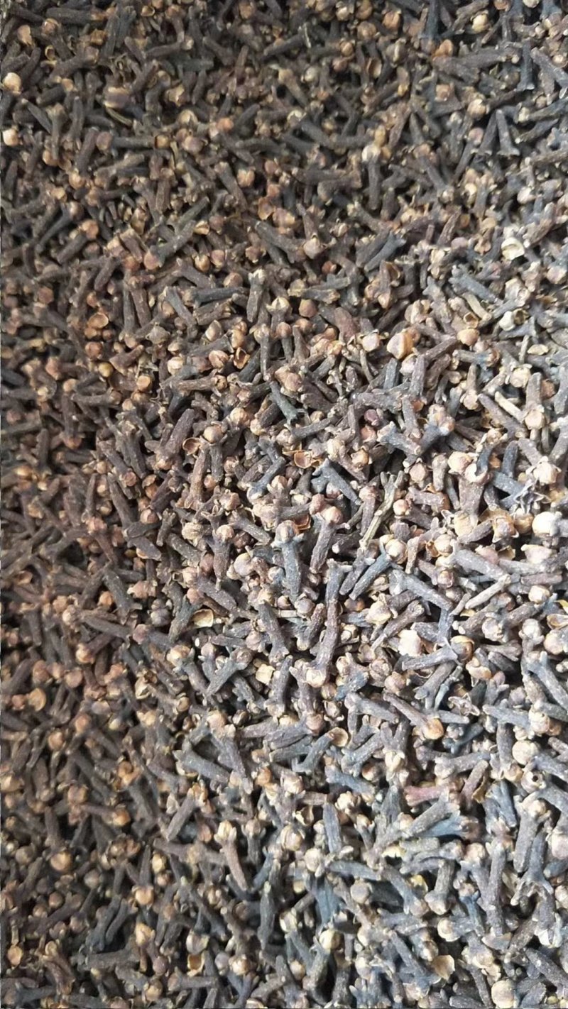 丁香批发新货丁香小红丁香大红丁香产地一手货源
