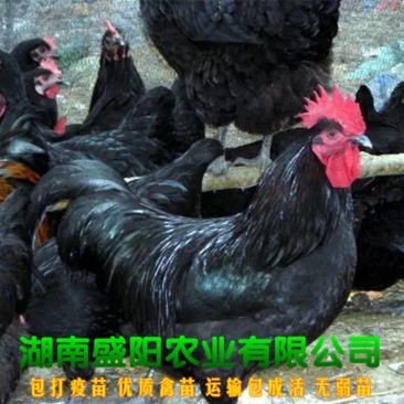 黑土鸡苗黑土二鸡苗黑鸡苗出壳鸡苗